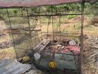 Love Birds Cage