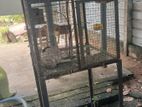 Love Birds Cage