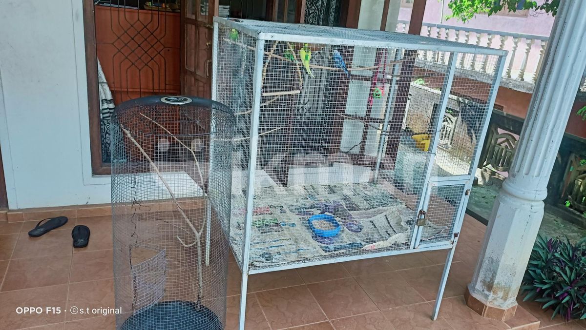 Love Birds Cages in Avissawella ikman