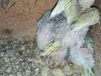 Love Birds Chicks