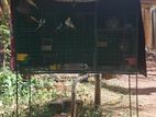 Finches Cage