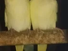 Love Birds