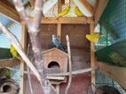 Love Birds