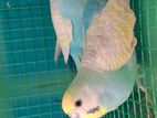 Love Birds