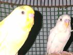 Love Birds