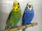 Love Birds