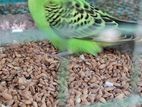Love Birds