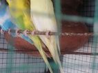 Love Birds