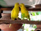 love birds
