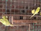 Love Birds