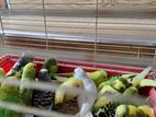 Love Birds
