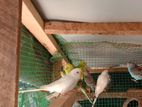 Love Birds