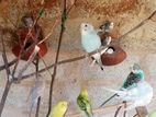 Love Birds
