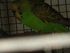 Love Birds