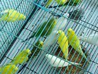 Love birds