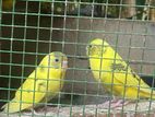 Love Birds