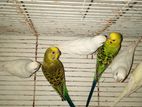 Love Birds
