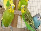 Love birds