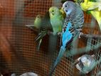 Love Birds