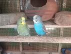 Love Birds