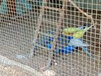 Love Birds