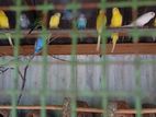 Love Birds