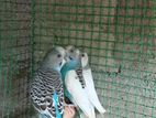 Love Birds