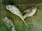 Love Birds