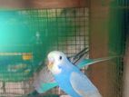 Love Birds