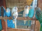 Love Birds