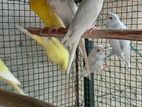 Love Birds