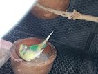 Love Birds