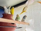 Love birds