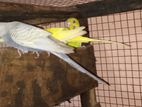 Love Birds