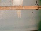 Love Birds