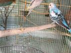 Love Birds