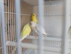 Love Birds