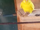 Love Birds