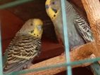 Love Birds