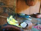 Love Birds