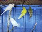 Love Birds