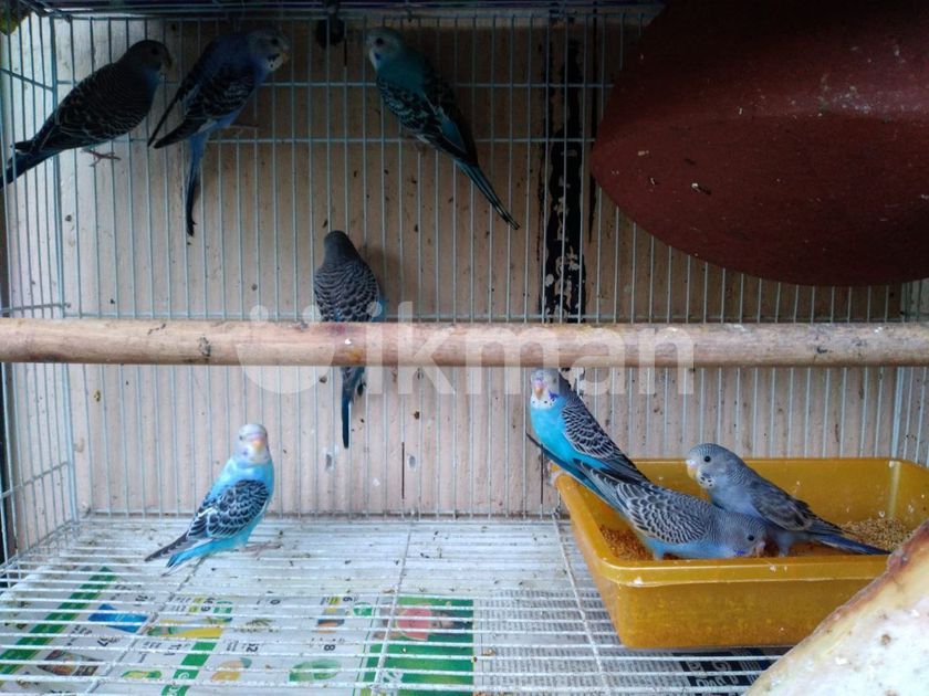 Love Birds for Sale in Rajagiriya ikman