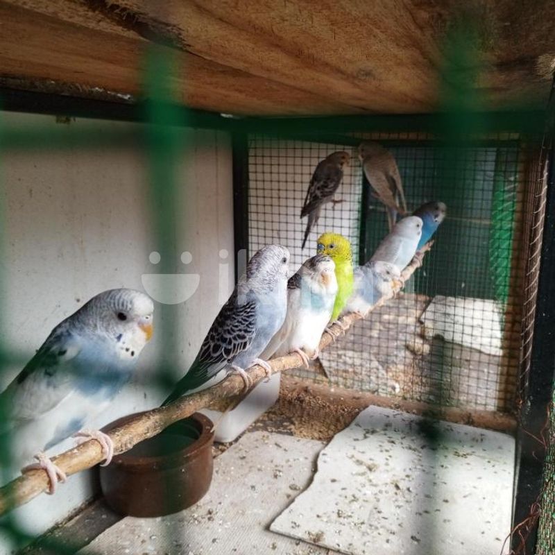 In Pakistan Lovebirds For Sale Near Me Lovebird Blue White