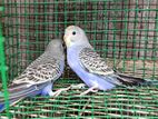 Love Birds