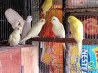 Love Birds