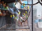 Love Birds