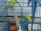 Love Birds