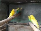 Love Birds