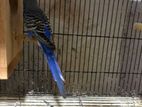 Love Birds