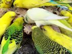 Love Birds